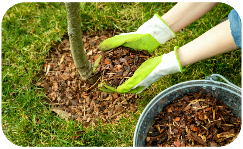 A person holds a bucket of mulch beside a tree, preparing to enhance the soil and support plant growth.