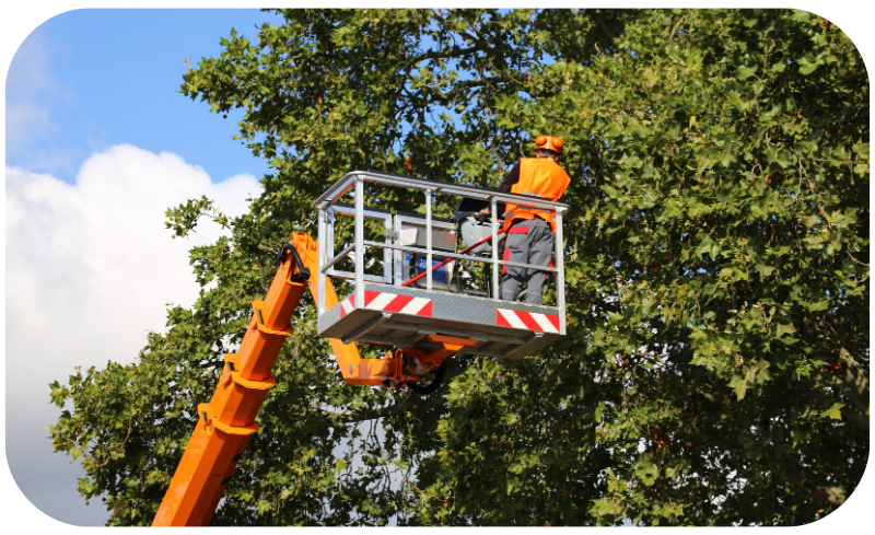 Professional tree trimming services enhancing the beauty and health of urban greenery.